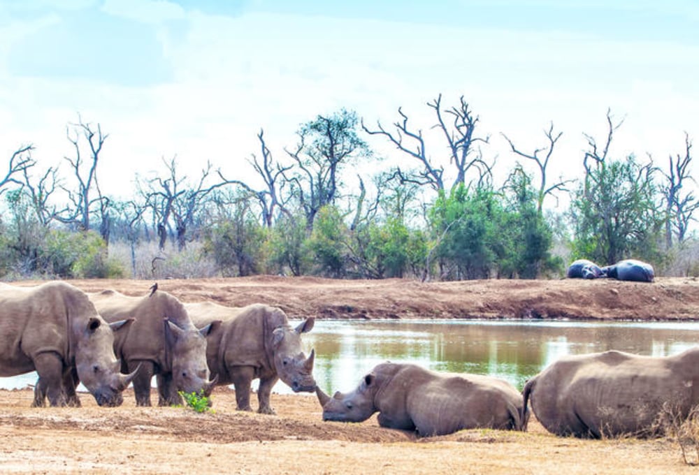 Safari im Hlane Royal Nationalpark